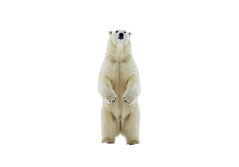 Isolated Standing Polar Bear Facing Forward