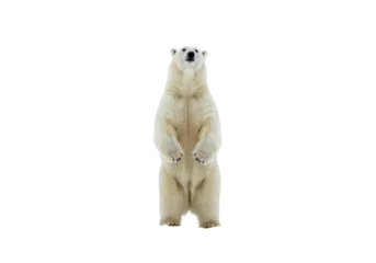 Fotobehang Isolated Standing Polar Bear Facing Forward © AnaMaria