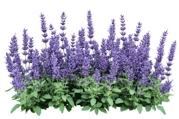 Fototapeta premium Lavender flowers in full bloom nature scene transparent background png white environment botanical viewpoint floral concept