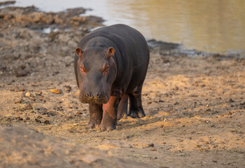 Afrikanische Tiere Flusspferd genannt Nilpferd - Hippo, im Krüger National Park - Kruger...
