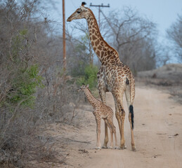 Afrikanische Tiere Giraffenkuh mit Jungtier Giraffenkalb 18 Stunden alt im Busch vom Krüger National Park - Kruger Nationalpark Südafrika