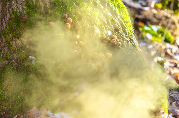 Withered puffball mushrooms dispersing spores on mossy log in forest