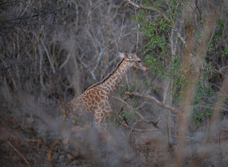 young giraffe calf 18 hours old in the bush of Kruger National Park South Africa