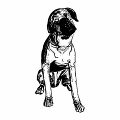 This image are vector illustrations of Brazilian dog breeds in poses and expressions. The black-and-white style with sharp details uniquely captures the physical characteristics and natural 