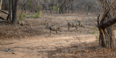 Afrikanische Tiere Warzenschwein im Busch vom Krüger National Park - Kruger Nationalpark Südafrika