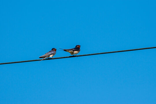 Barn Swallows perched on powerlines