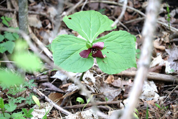 Purple Trillium