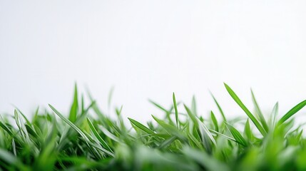Fototapeta premium Fresh green grass on a white background – a minimalist natural backdrop for design and ecology.