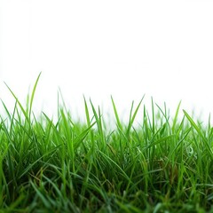 Fototapeta premium Fresh green grass on a white background – a minimalist natural backdrop for design and ecology.