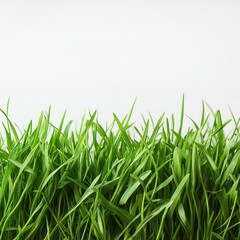 Obraz premium Fresh green grass on a white background – a minimalist natural backdrop for design and ecology.