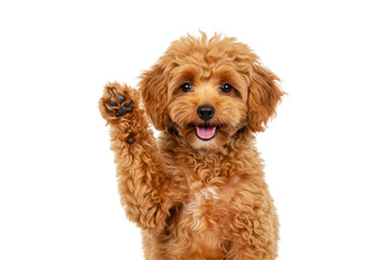 Isolated Happy Puppy Waving Paw with Tongue Out