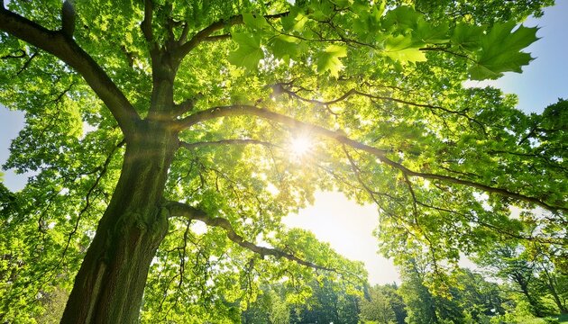 the sun is shining through the green leaves of a mighty platanus tree