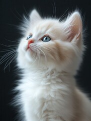 Fluffy white kitten in profile on a black background, studio shot, expressive gaze, detailed fur, minimalist style, perfect image for advertising, blogs, and covers.