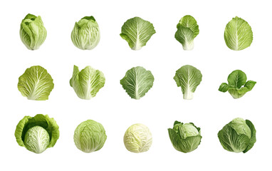 A set of highly detailed vector illustrations of Chinese cabbage, drawn in an intricate pencil sketch style with delicate crosshatching.