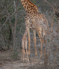 Giraffenkalb 18 Stunden alt im Busch vom Krüger National Park - Kruger Nationalpark Südafrika