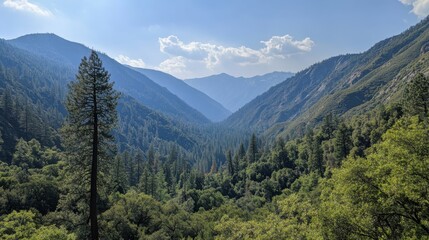Fototapeta premium Kings Canyon National Park, CA. Towering Sequoia Trees in the Lush Green Forest Landscape
