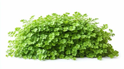 Obraz premium Maidenhair Fern Isolated on White. Fresh Green Leafy Bush in Nature