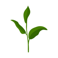 Tea Plant