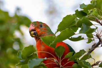 Photograph of an Australian King Parrot eating berries in a green leafy tree in the Blue Mountains in New South Wales, Australia.