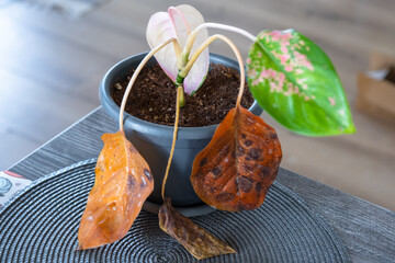 Problems in cultivation on sheet of aglaonema - leaves affected by black rot, overflow of plant,...