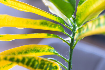 Obraz premium Leaves home plant affected by a spider mite parasite, small insects, Problems in the cultivation of domestic plants. Plant treatment and pest and fungus control