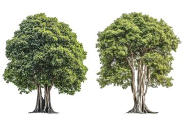 Lush green trees with transparent background png nature visual content bright environment captivating viewpoint eco concept