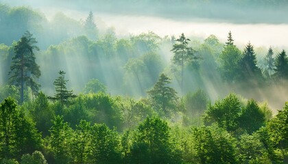 highres panoramic background of green forest with sunbeams through morning fog