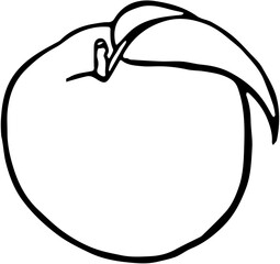 Fruit. Hand drawn vector isolated sketch. Nectarine
