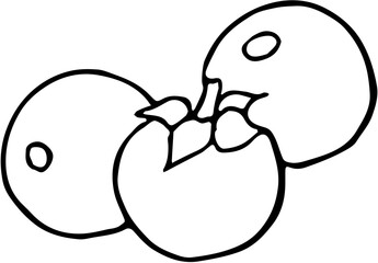 Fruit. Hand drawn vector isolated sketch. Nance