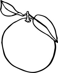 Fruit. Hand drawn vector isolated sketch. Orange