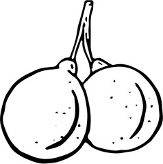 Fruit. Hand drawn vector isolated sketch. Mamoncillo