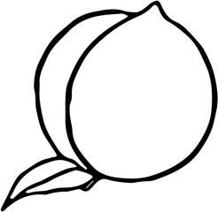 Fruit. Hand drawn vector isolated sketch. Peach