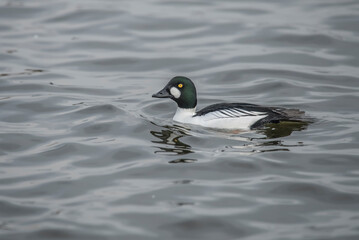 Goldeneye duck, male, in a loch, close up