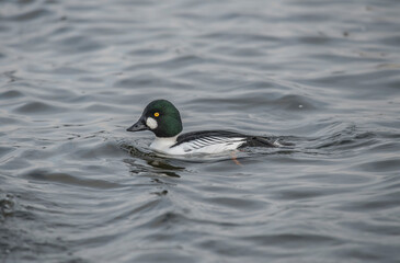 Goldeneye duck, male, in a loch, close up