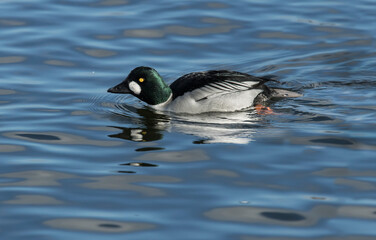 Goldeneye duck, male, in a loch