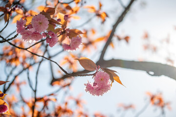 Rosa Zierkirsche in voller Blüte mit Bokeh