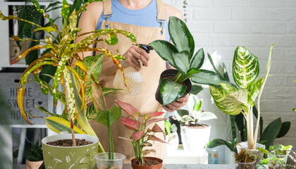 Woman florist sprays from a spray gun home plants aglaonema, liquid fertilizer, pest control. Home...