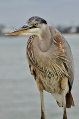 great blue heron bird juvenile 
