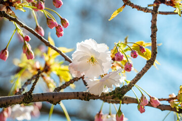 Nahaufnahme einer weiß-rosa Kirschblüte der japanischen Zierkirsche mit Blüten und Knsopen im Frühling