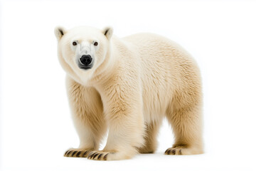 Fototapeta premium Polar bear standing on a white background,