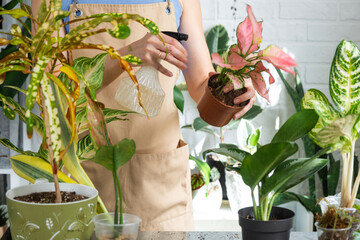 Woman florist sprays from a spray gun home plants aglaonema, liquid fertilizer, pest control. Home...