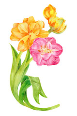 Spring bouquet consists of pink and yellow tulips, open and in bud. Hand painted with watercolors. For interior decoration, postcards or cosmetics