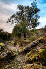 Rocas con musgo en el pinar