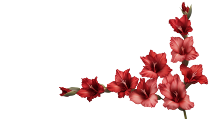 Hyper-Detailed Gladiolus Spike with Vibrant Coral and Pink Flowers, Finely Textured Blooms on Transparent Background, Generated AI