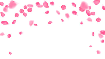 Rose petals pink color realistic flying, flower petals flow or falling motion decor romantic background