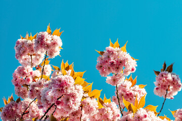 Rosa Form der Zierkirsche in voller Blüte mit blauem, wollkenlosen Himmel