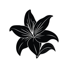 Obraz premium lily flower isolated on white background 