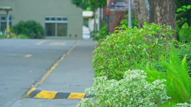 Closeup of plants with flowers on a streetside as a man passed by with a bike in calm atmosphere