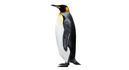 Fototapeta premium Isolated Majestic Emperor Penguin Standing Tall