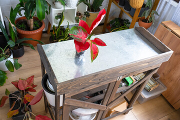 A floral table for the care and transplantation of potted plants, a home hobby for growing and selling plants in the interior of a green house